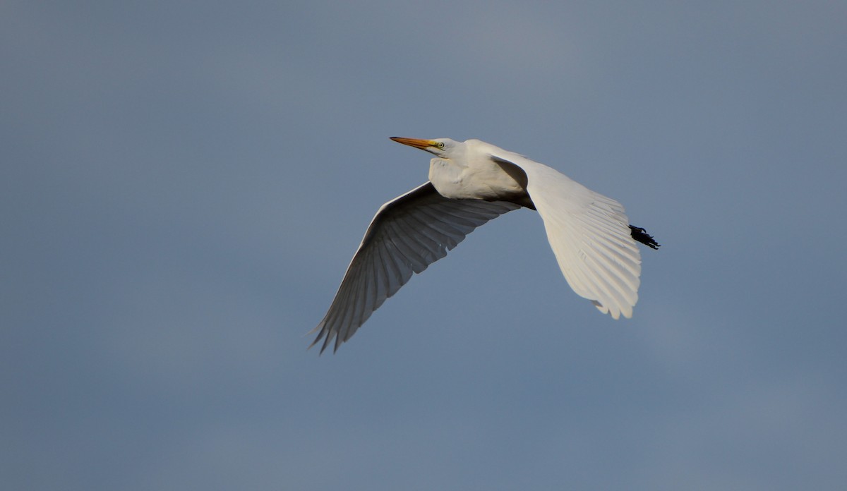 Great Egret - ML486711461