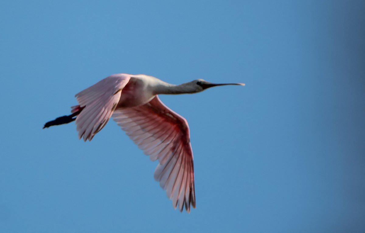 Roseate Spoonbill - ML486711561