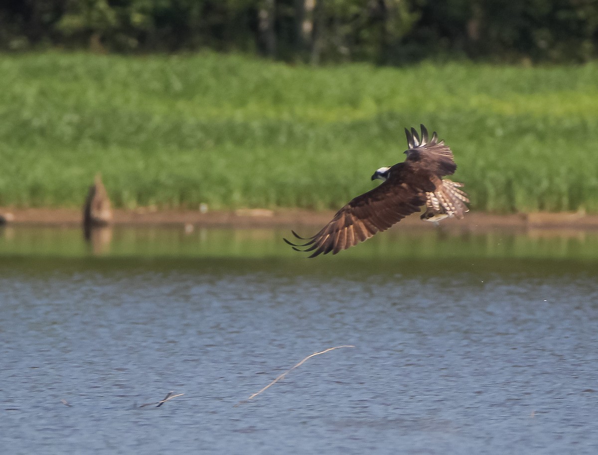 Osprey - T D Vuke