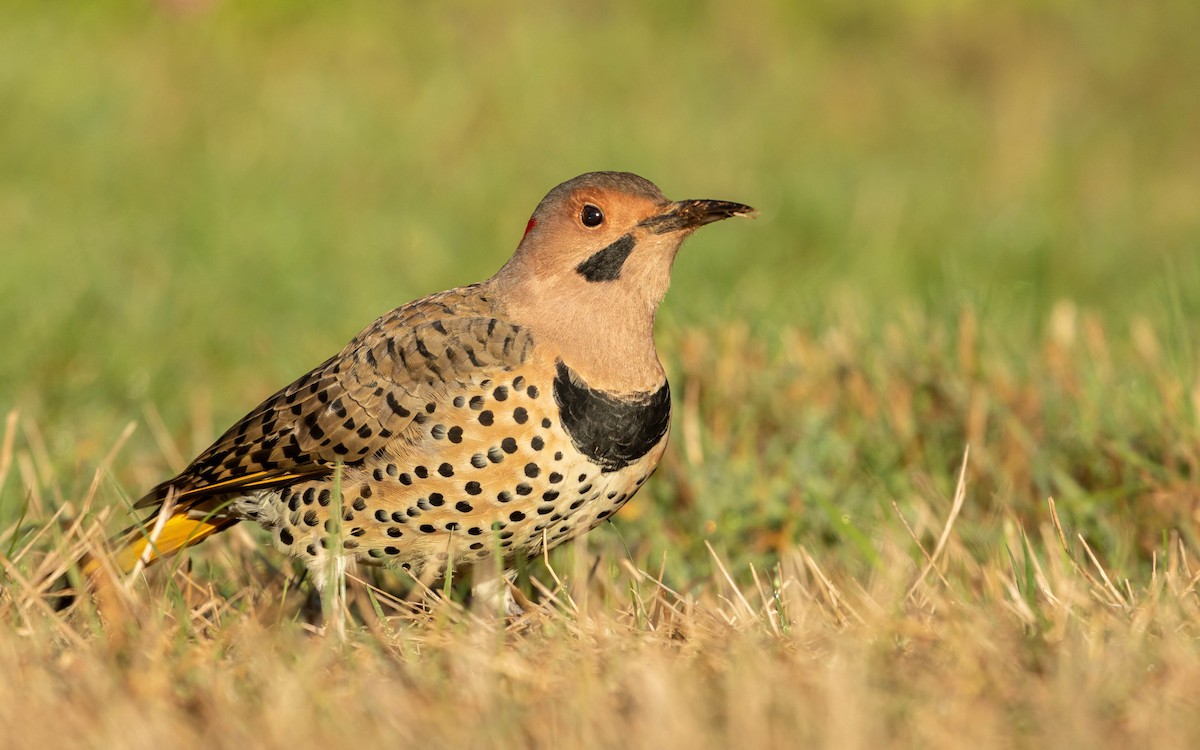 Northern Flicker - ML486712381