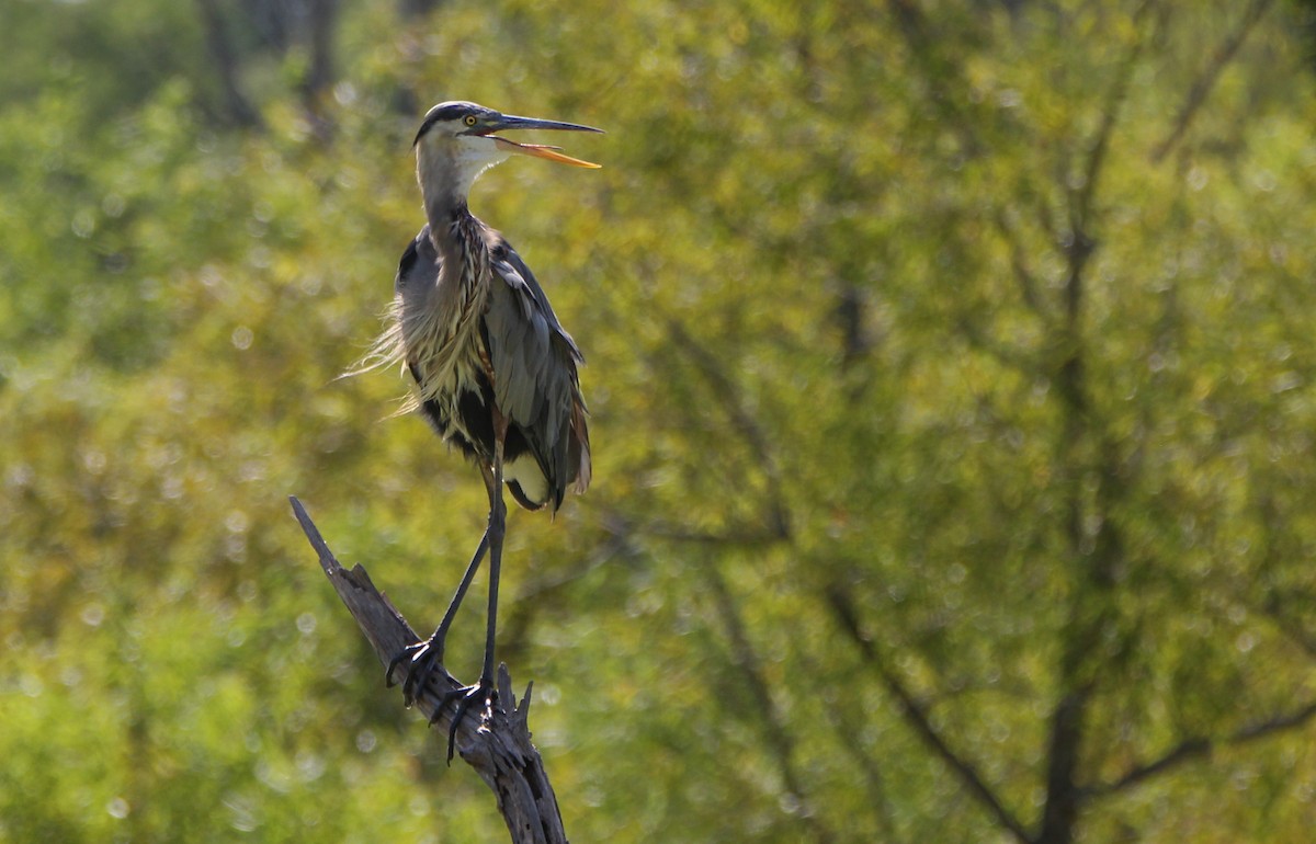 Garza Azulada - ML486712761