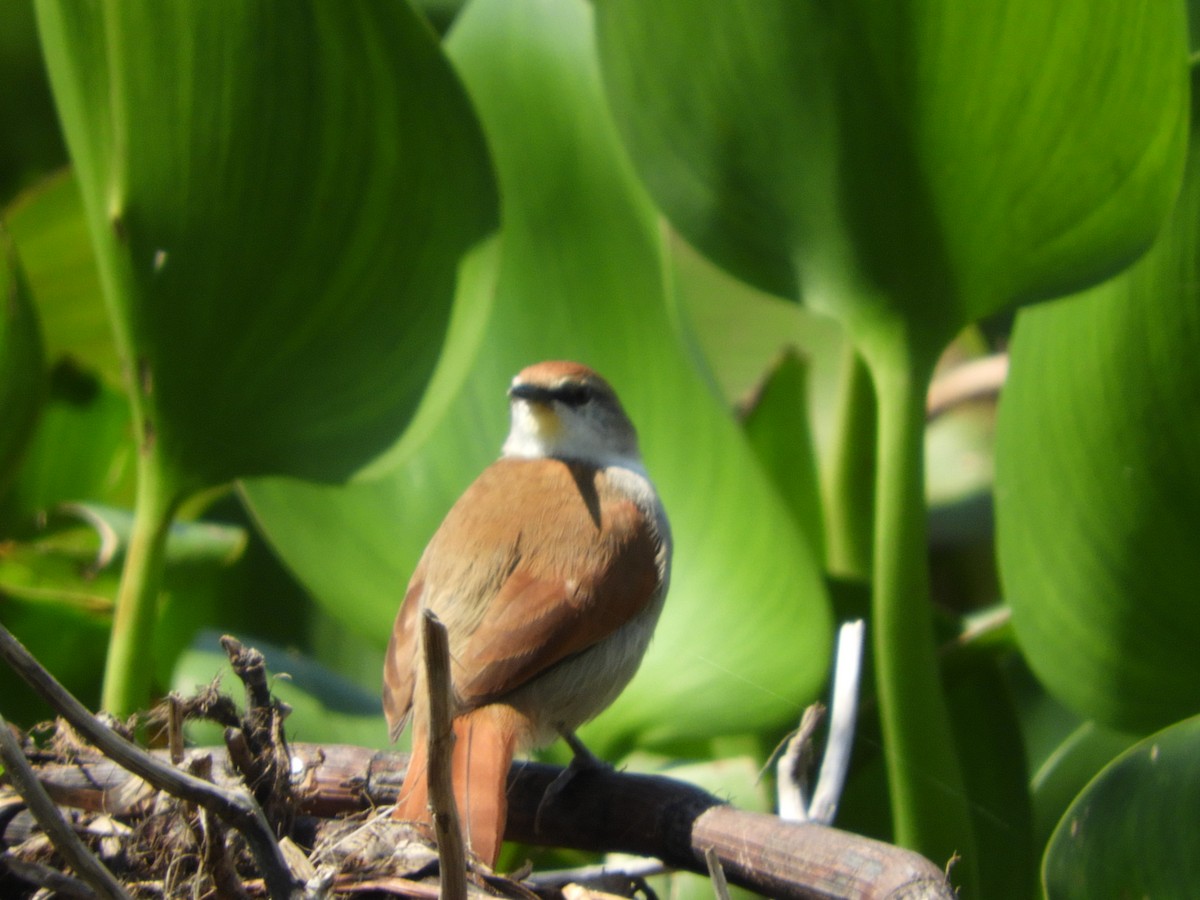 Yellow-chinned Spinetail - Silvia Enggist