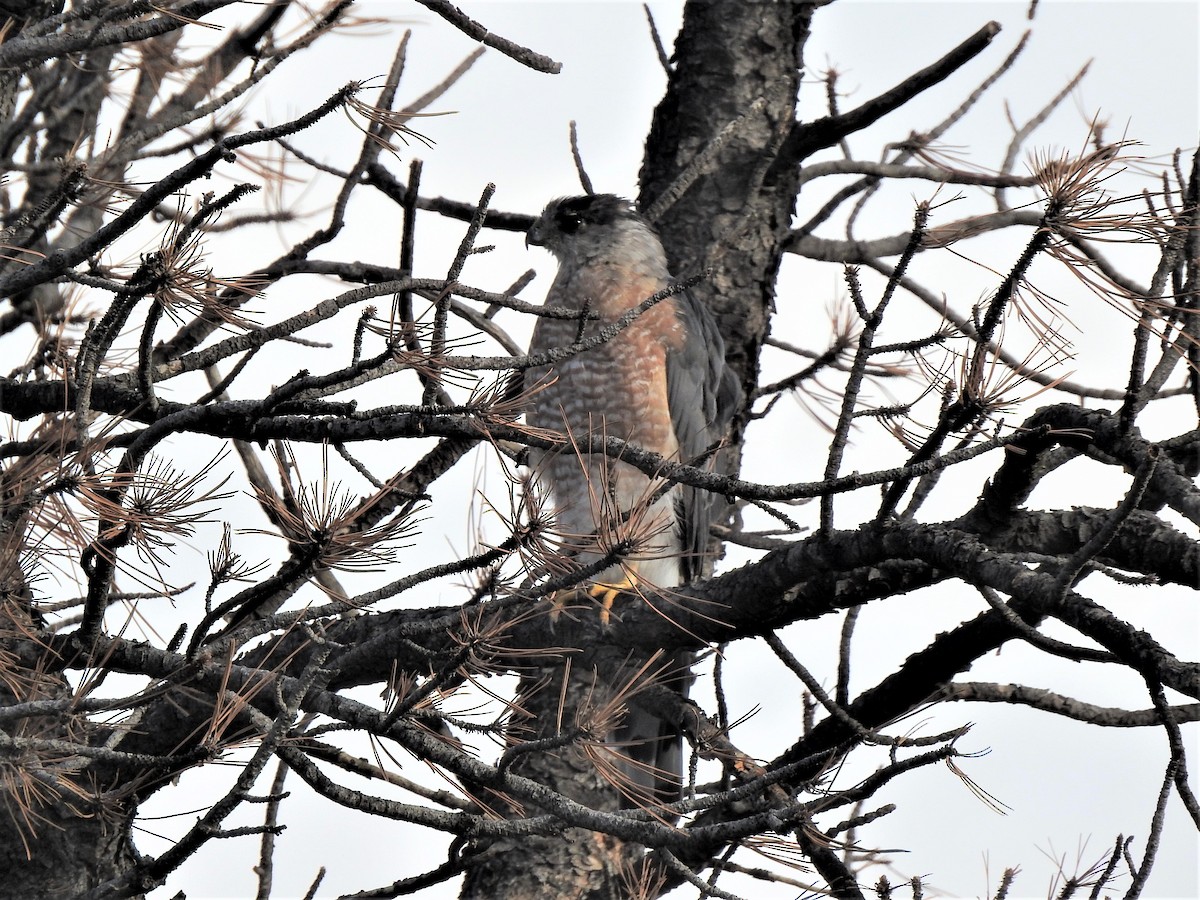 Cooper's Hawk - ML486713831