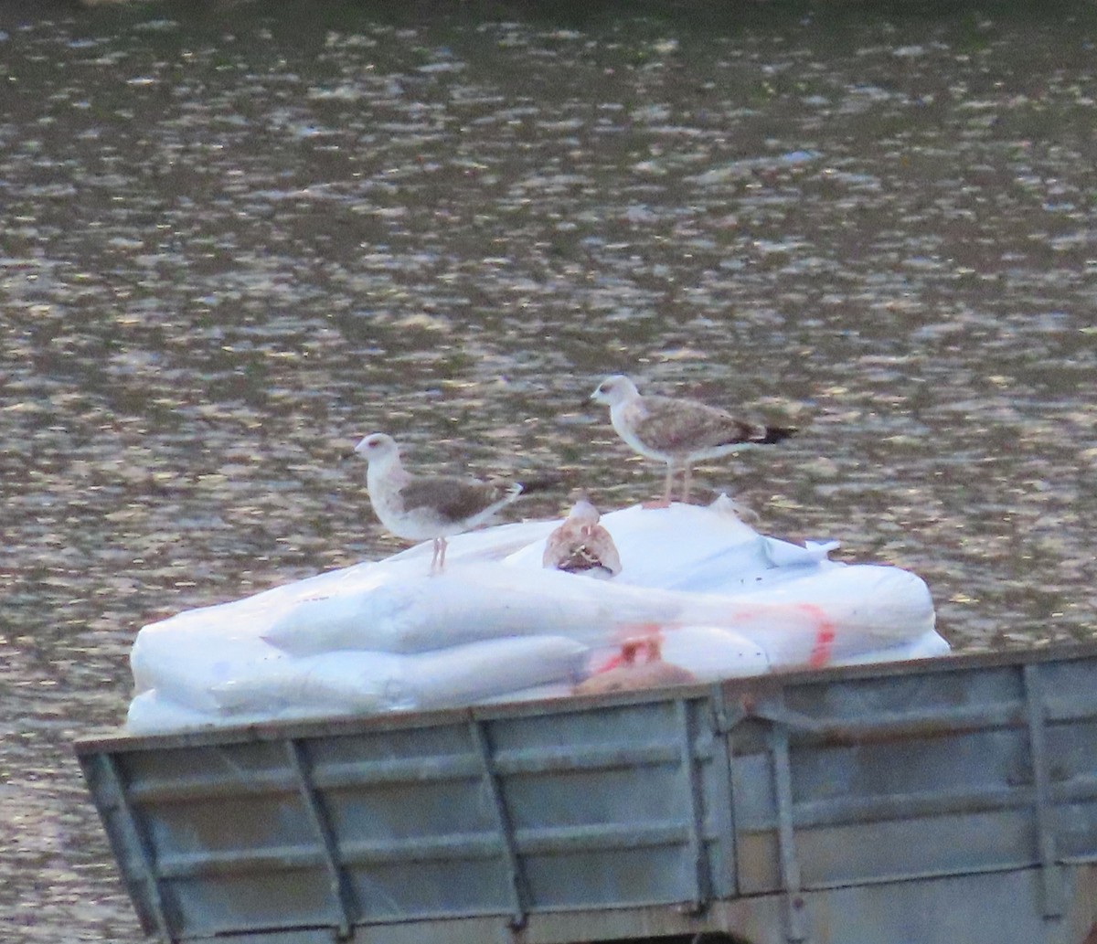 Yellow-legged Gull - ML486714291