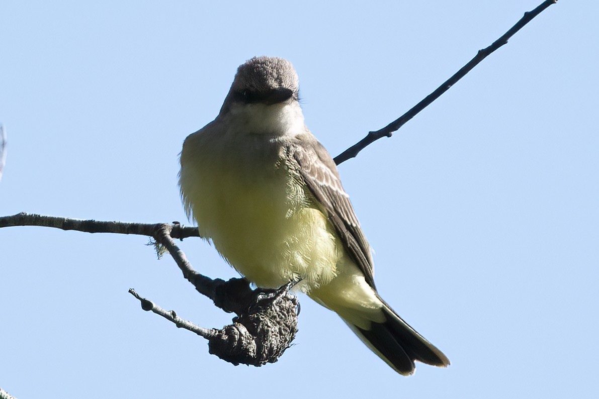 Western Kingbird - Ross Mungeam