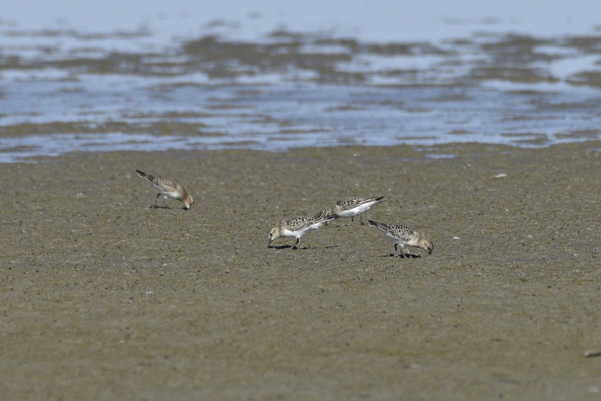 Bairdstrandläufer - ML486719531