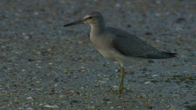 Gray-tailed Tattler - ML486720