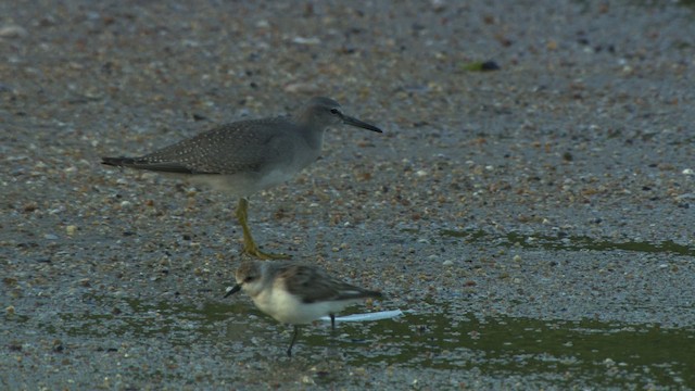 Gray-tailed Tattler - ML486721