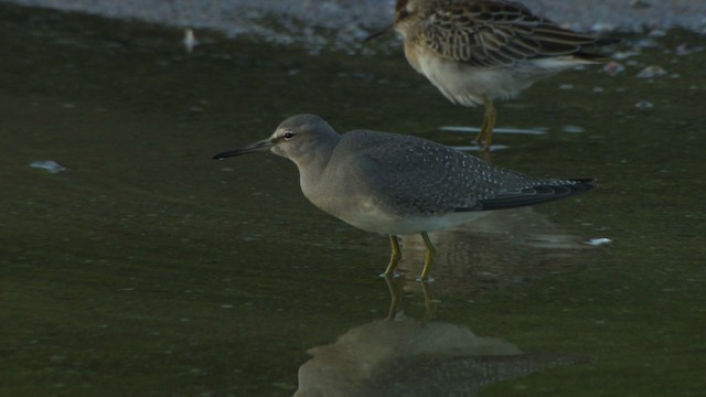 Gray-tailed Tattler - ML486722