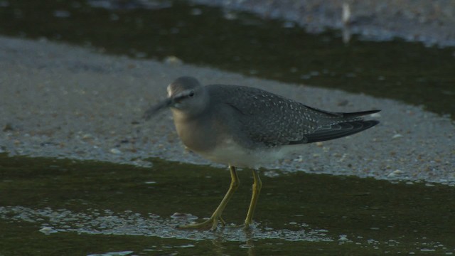 Gray-tailed Tattler - ML486723