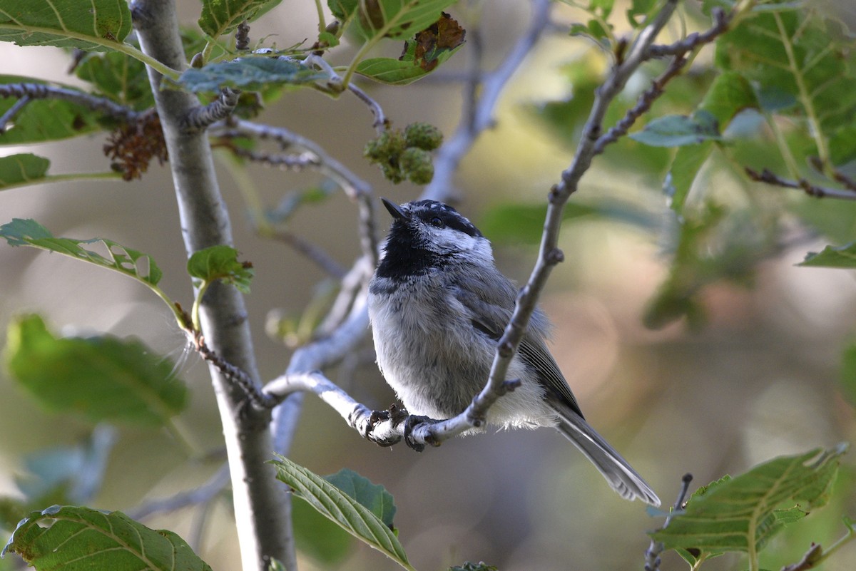 Mountain Chickadee - ML486723121