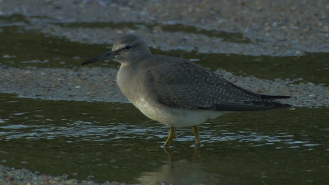 Gray-tailed Tattler - ML486724