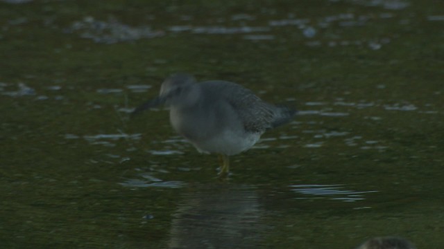 Gray-tailed Tattler - ML486725