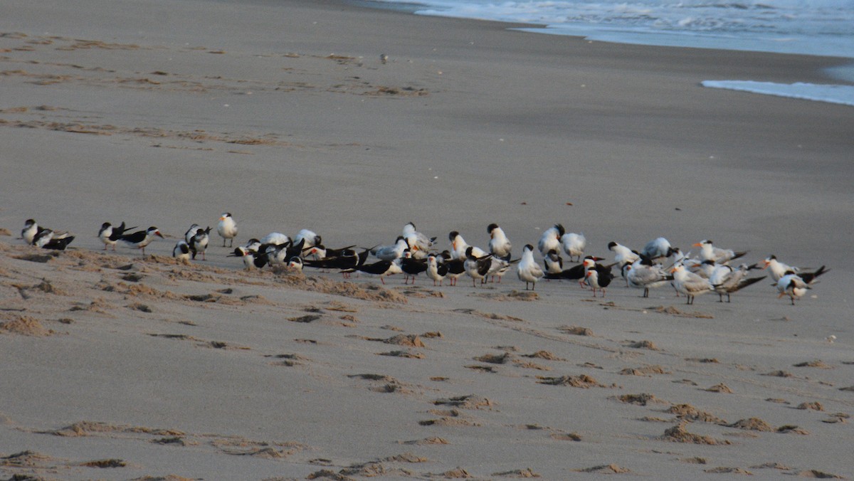 Black Skimmer - ML48672561