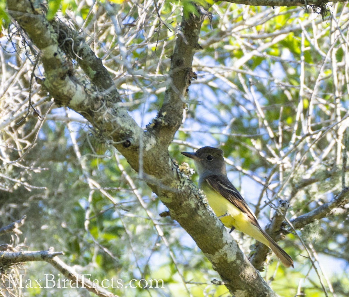 Great Crested Flycatcher - ML486726751