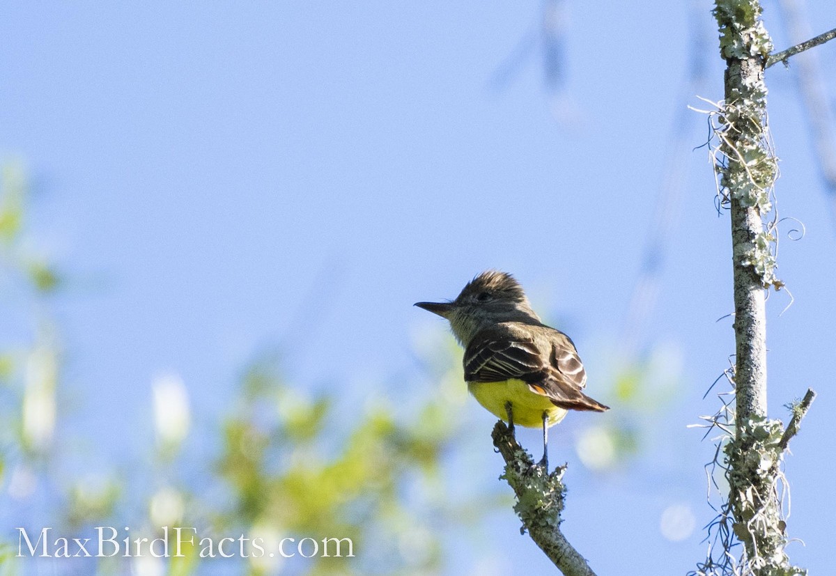 Great Crested Flycatcher - ML486726761