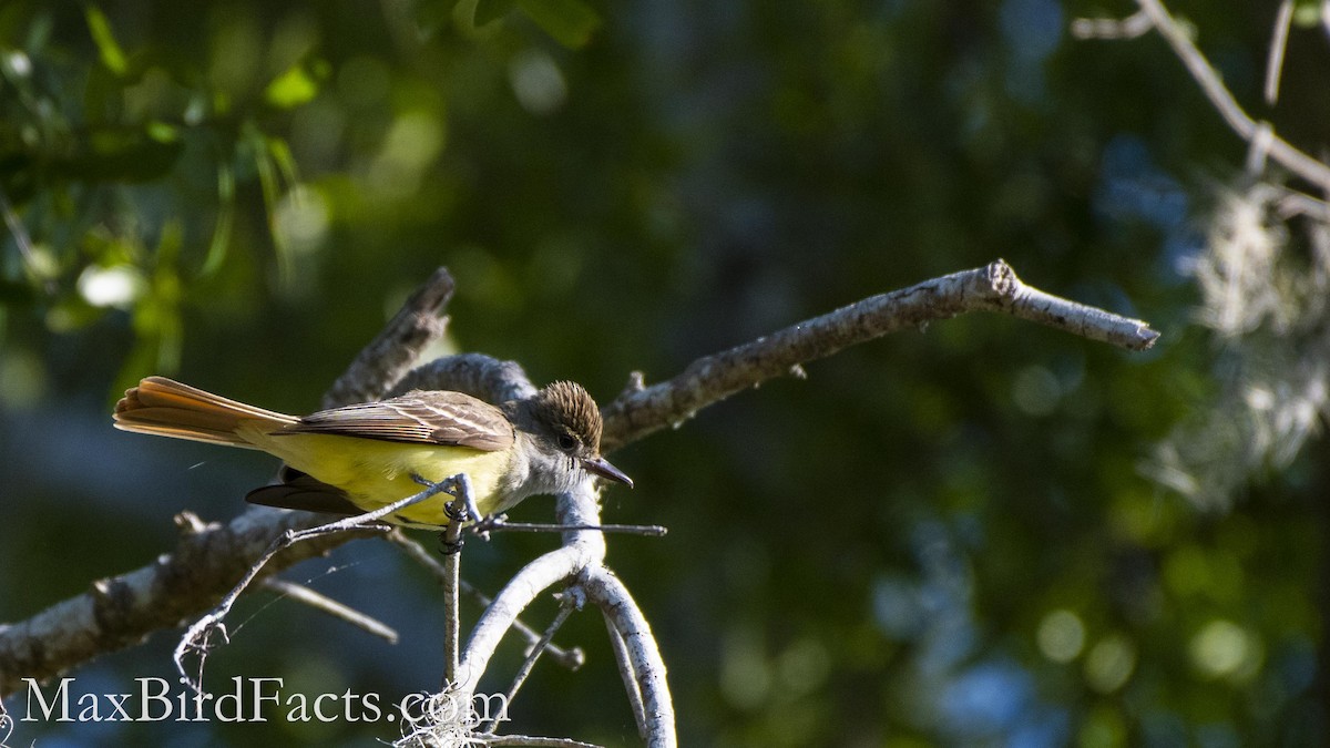 Great Crested Flycatcher - ML486726771