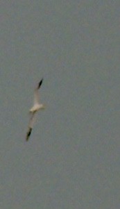 Northern Gannet - ML48672801