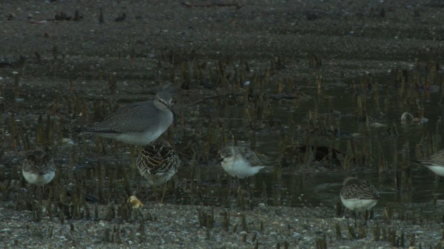 Gray-tailed Tattler - ML486729