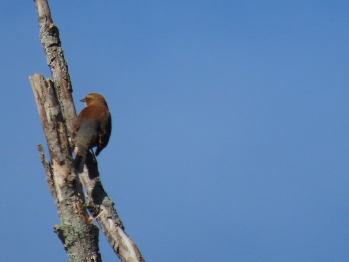 Rusty Blackbird - Bruce Matasick