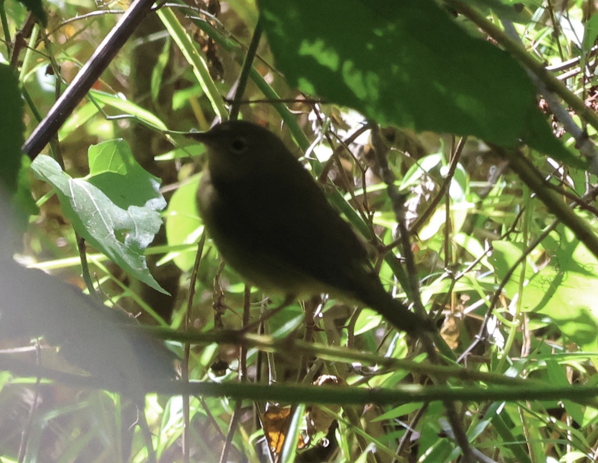 Connecticut Warbler - Ryan Justice