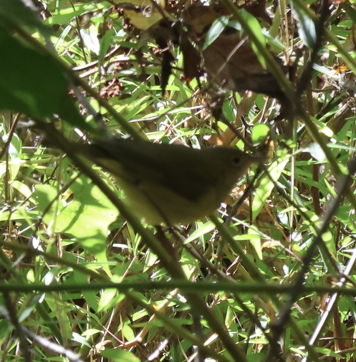 Connecticut Warbler - Ryan Justice