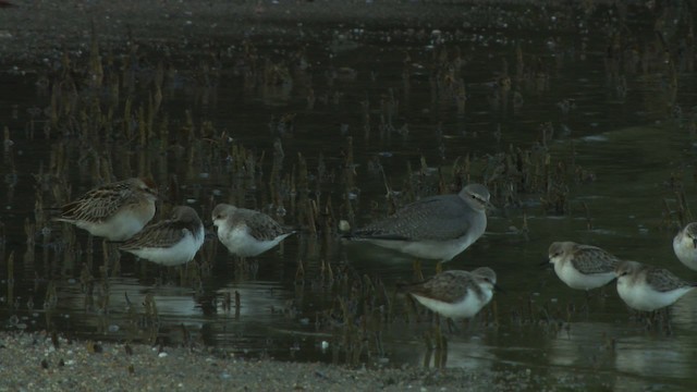 Gray-tailed Tattler - ML486730