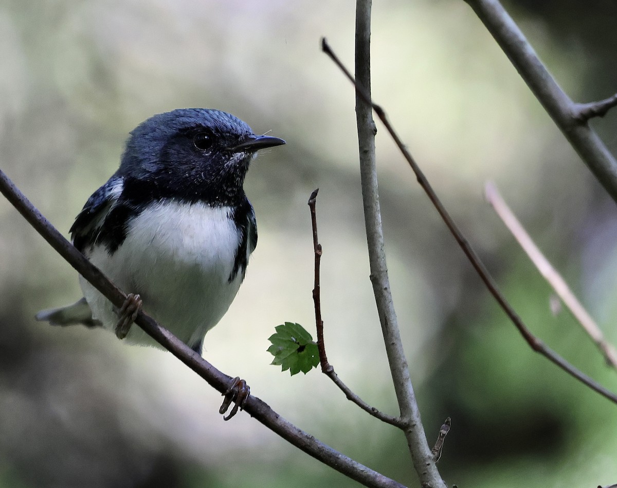 Black-throated Blue Warbler - ML486730461