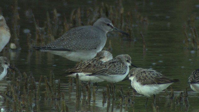 Gray-tailed Tattler - ML486731