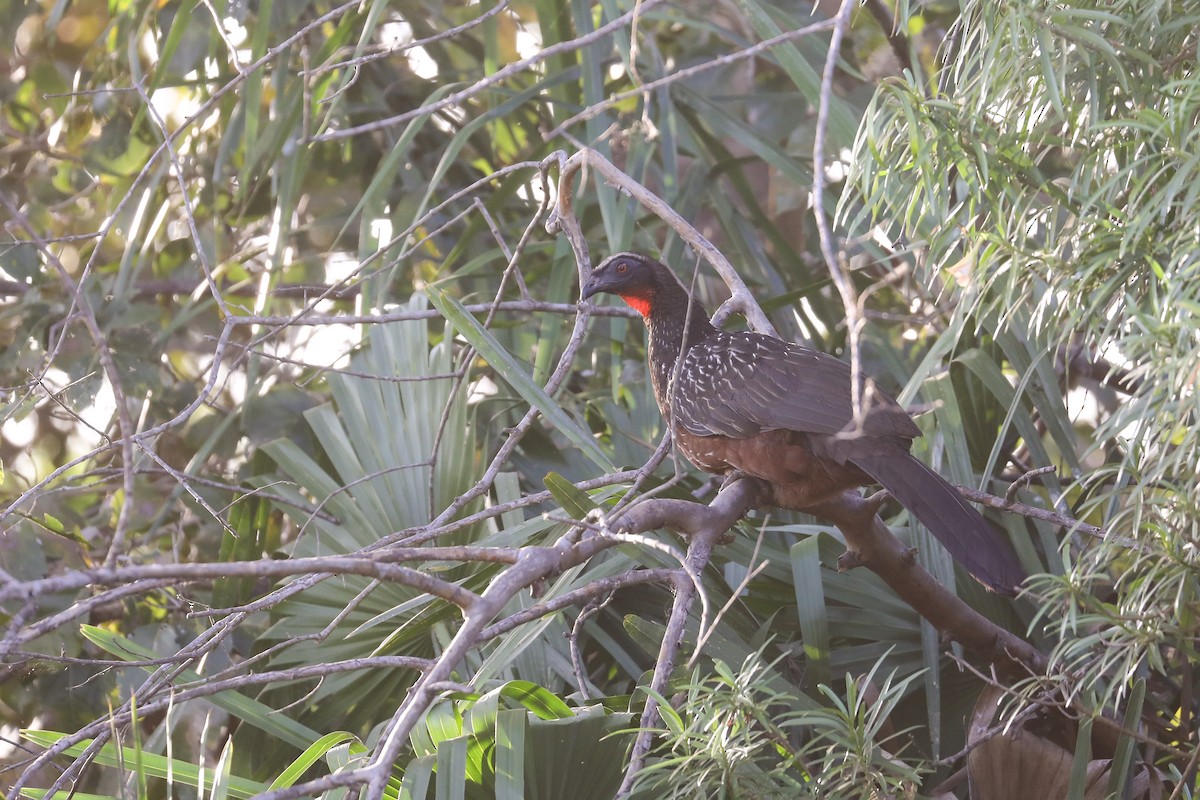 Chestnut-bellied Guan - Thomas Galewski