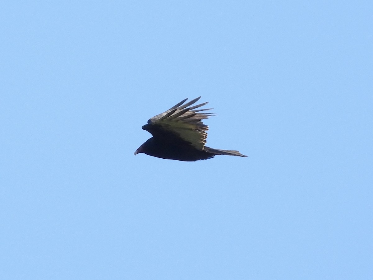 Turkey Vulture - ML486731441