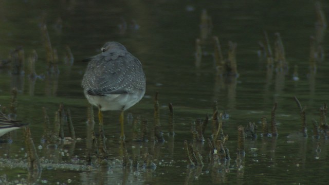 Gray-tailed Tattler - ML486733