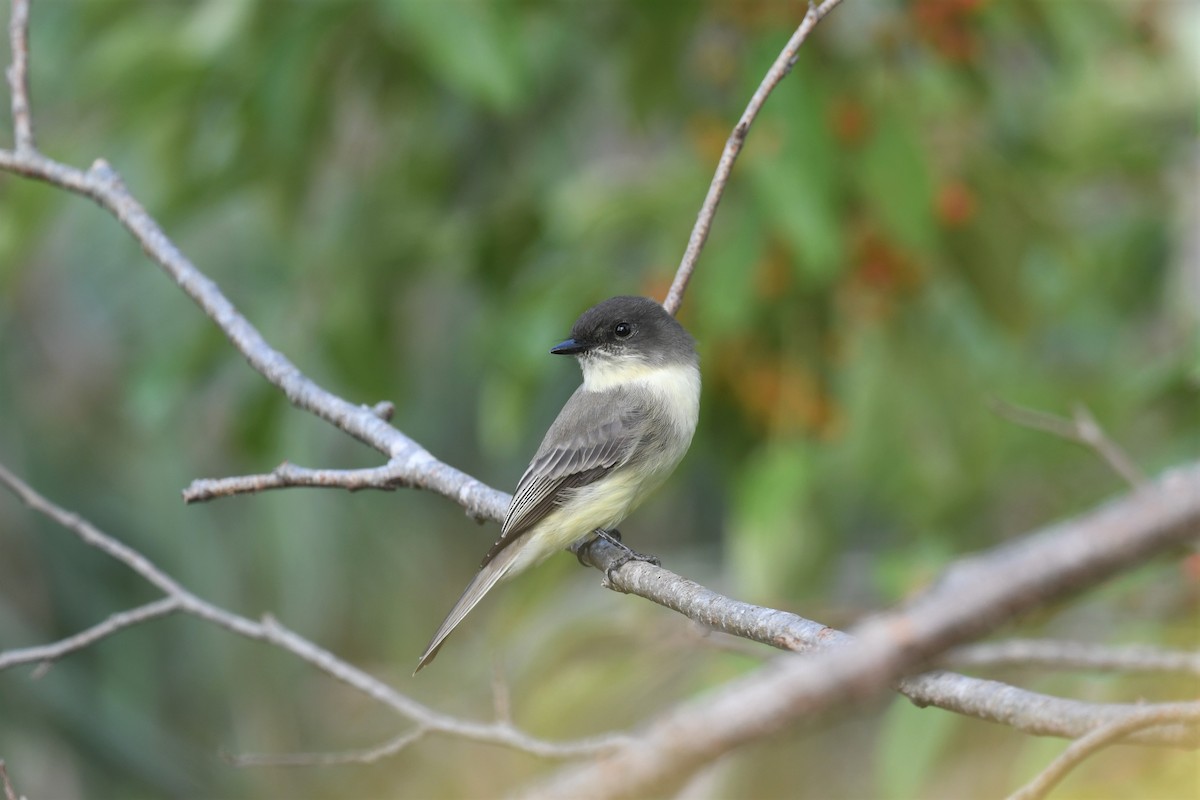 Eastern Phoebe - ML486733481