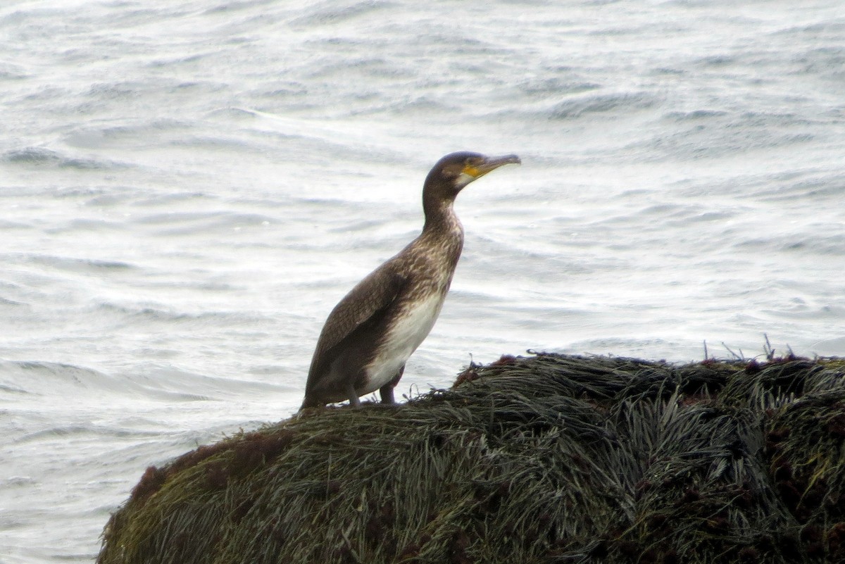 Тураг гогой - ML486733671