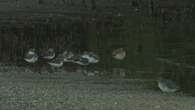 Gray-tailed Tattler - ML486734