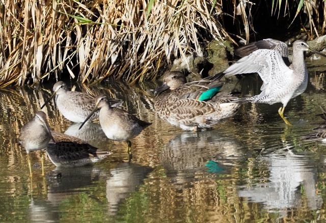 Green-winged Teal (American) - ML486734871