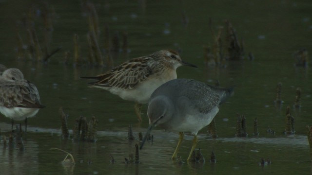 Gray-tailed Tattler - ML486735