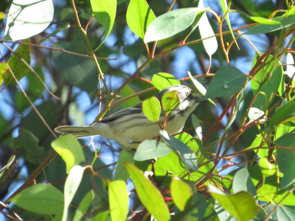 Black-throated Gray Warbler - ML486735311