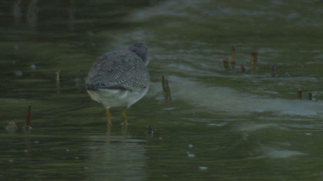 Gray-tailed Tattler - ML486736