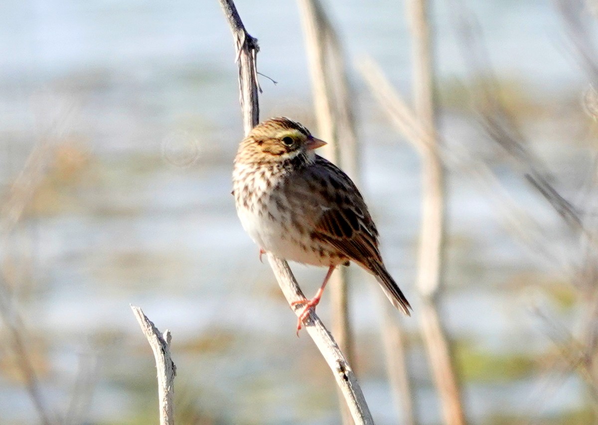 Savannah Sparrow - ML486736551