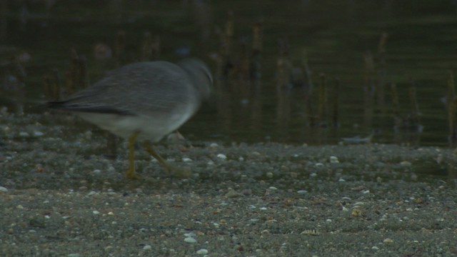 Gray-tailed Tattler - ML486738