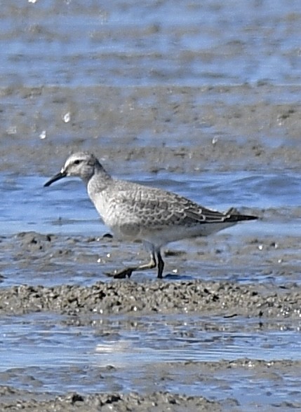 Red Knot - ML486739061