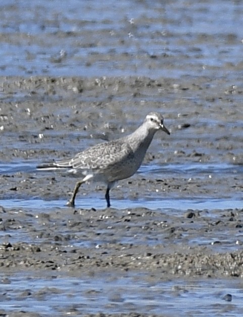 Red Knot - ML486739071