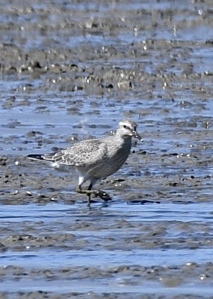 Red Knot - ML486739081