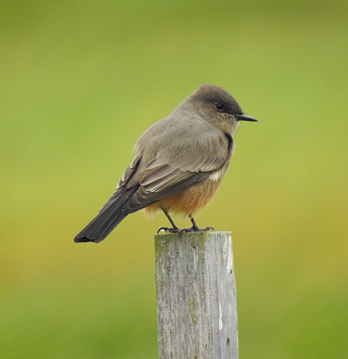 Say's Phoebe - ML486740531