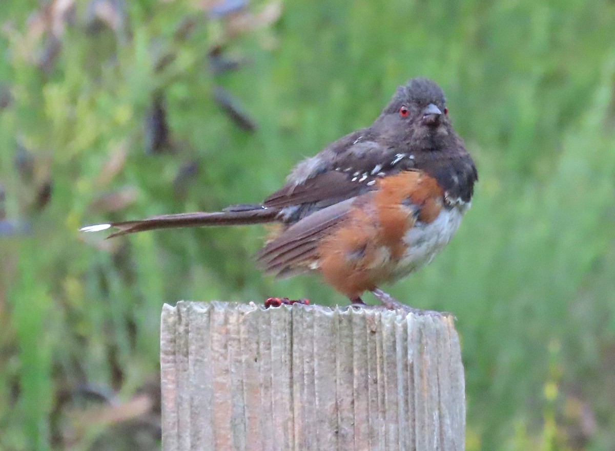 Spotted Towhee - ML486742821