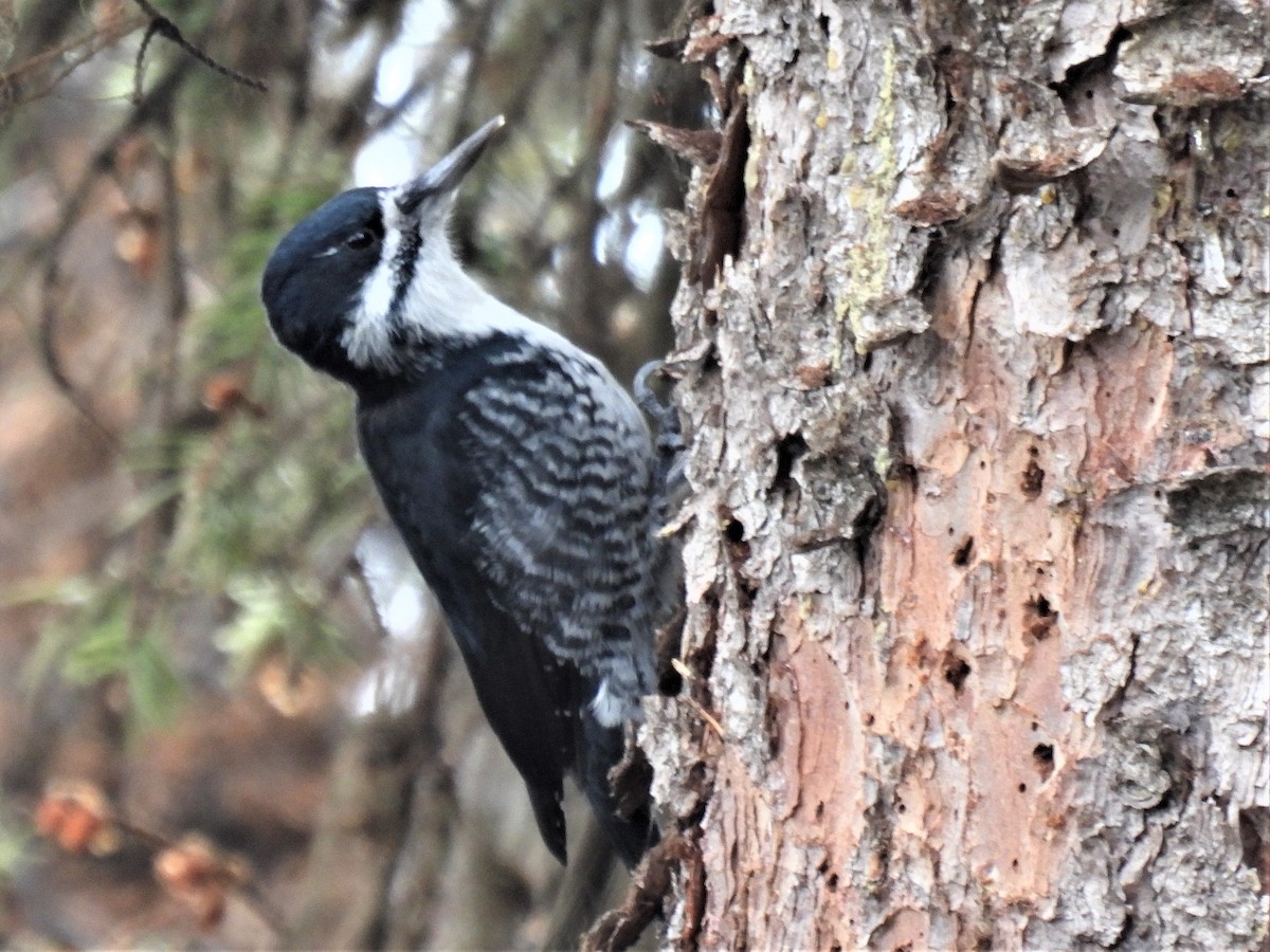 Black-backed Woodpecker - ML486743401