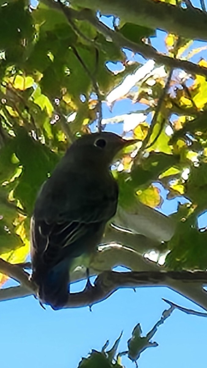 Blue-gray Gnatcatcher - ML486743761