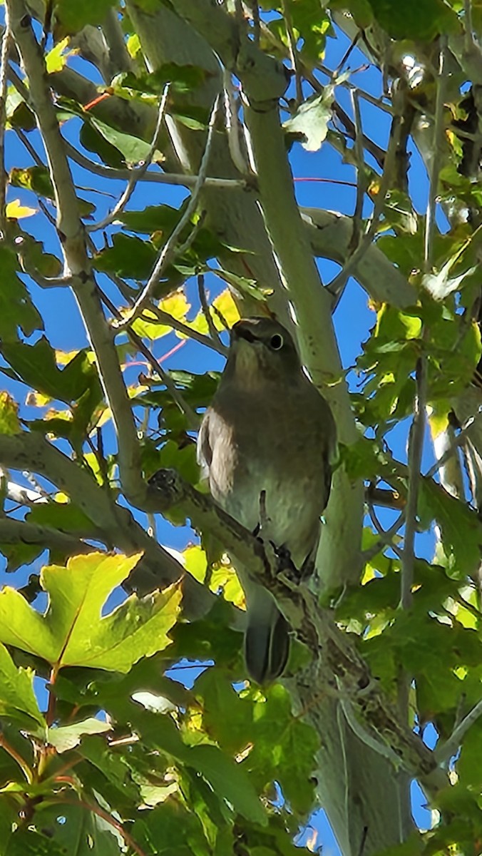 Blue-gray Gnatcatcher - ML486743771