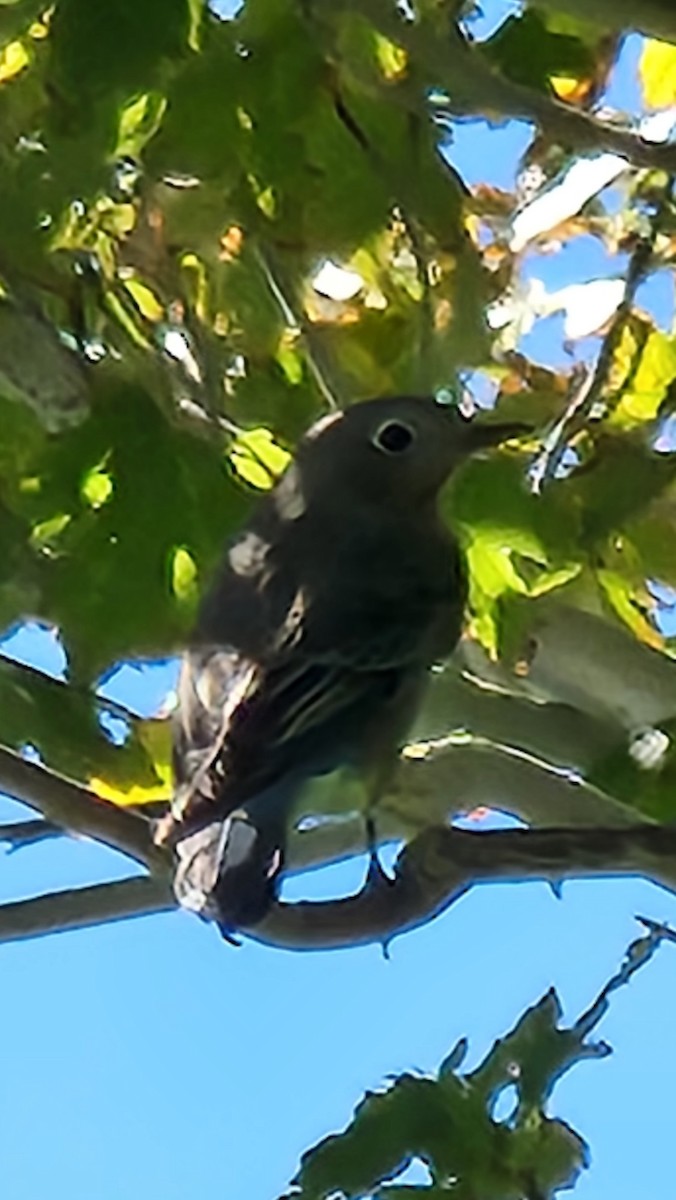Blue-gray Gnatcatcher - ML486743781
